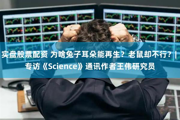 实盘股票配资 为啥兔子耳朵能再生？老鼠却不行？| 专访《Science》通讯作者王伟研究员